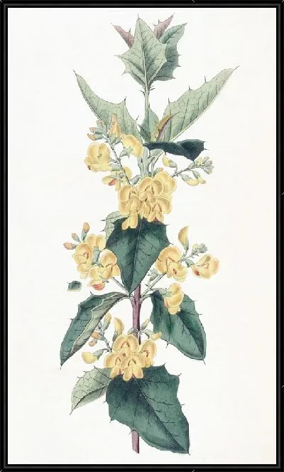 Картина Подолобий трехлопастной (1815-1819)