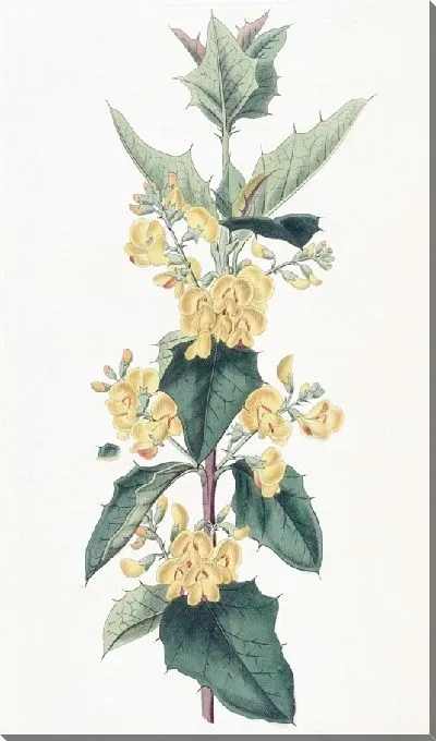 Картина Подолобий трехлопастной (1815-1819)