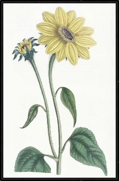 Картина Подсолнух трубчатый (1815-1819)