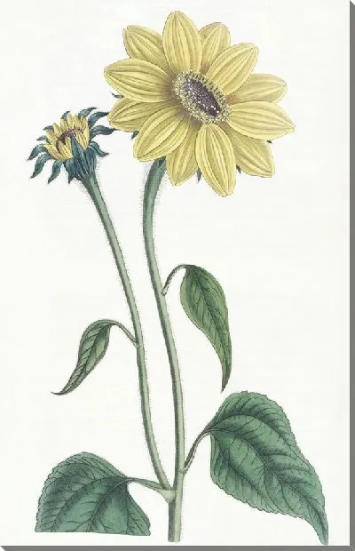Картина Подсолнух трубчатый (1815-1819)