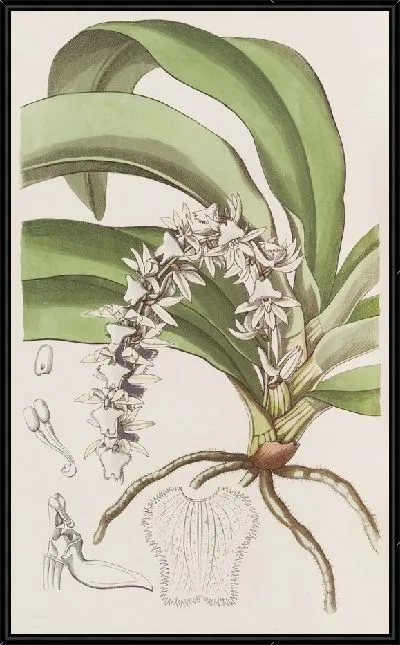 Картина Прозрачный Ангрек (1815-1819)