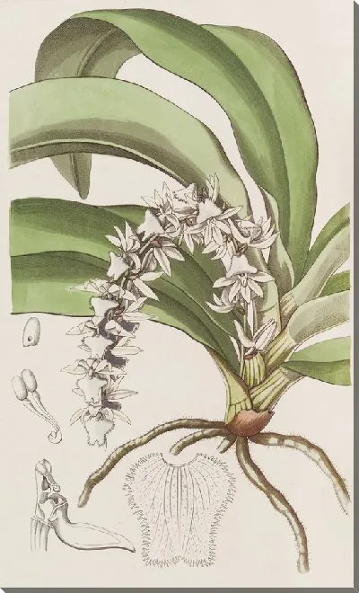 Картина Прозрачный Ангрек (1815-1819)