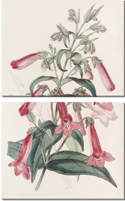 Картина Прозрачный пенцемон, похожий на горечавку (1815-1819)
