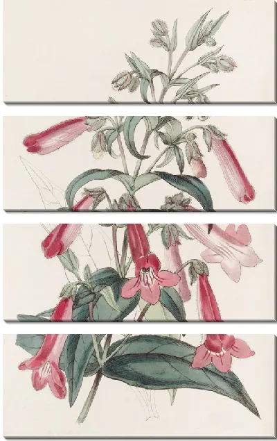Картина Прозрачный пенцемон, похожий на горечавку (1815-1819)