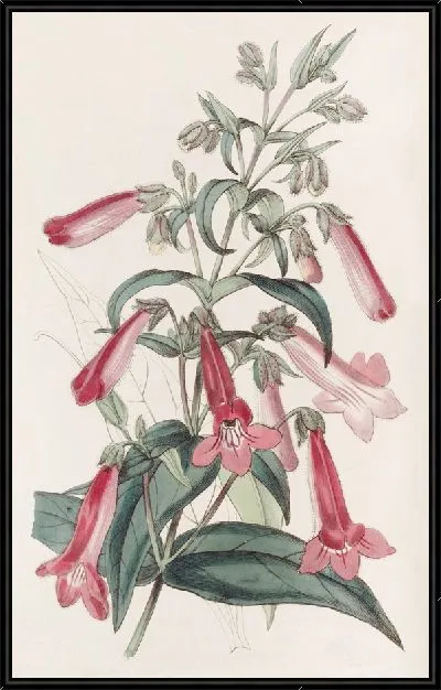 Картина Прозрачный пенцемон, похожий на горечавку (1815-1819)