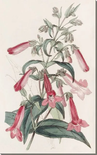 Картина Прозрачный пенцемон, похожий на горечавку (1815-1819)