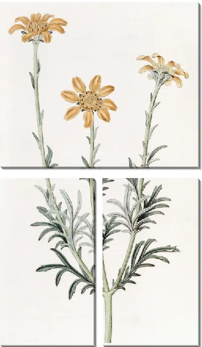 Картина Прямоветвистый Баэбера (1815-1819)