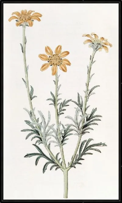 Картина Прямоветвистый Баэбера (1815-1819)