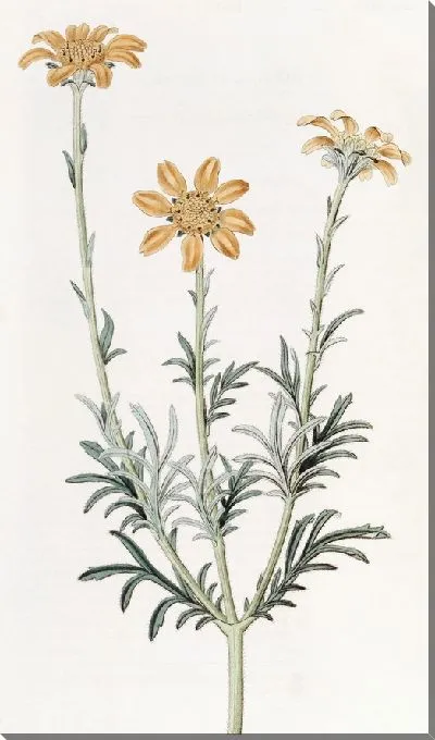 Картина Прямоветвистый Баэбера (1815-1819)