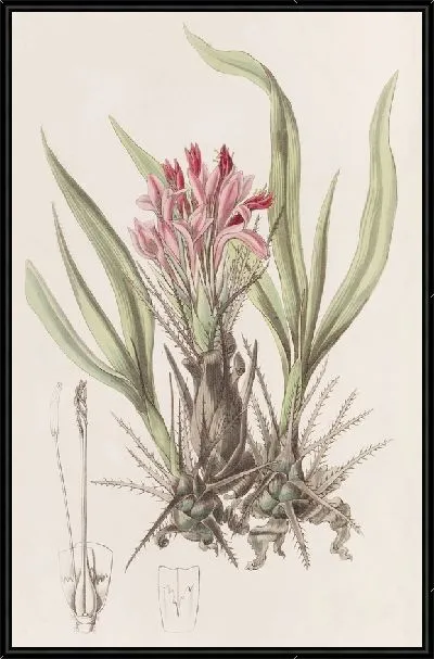 Картина Пуйя разнолистная (1815-1819)