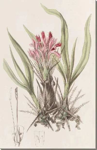 Картина Пуйя разнолистная (1815-1819)