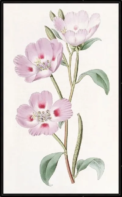 Картина Пятнистая румяная энотера (1815-1819)