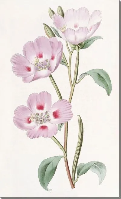 Картина Пятнистая румяная энотера (1815-1819)