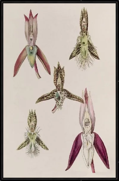 Картина Различные виды катасетумы (1815-1819)