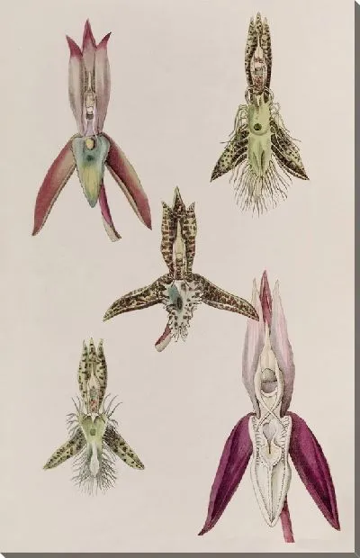 Картина Различные виды катасетумы (1815-1819)