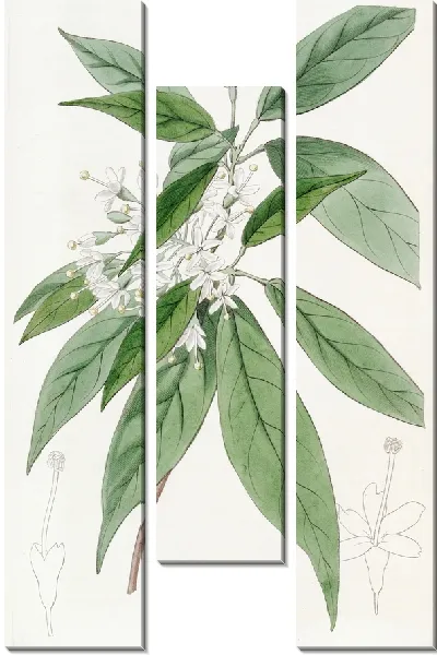 Картина Ривесия тирсоцветковая (1815-1819)