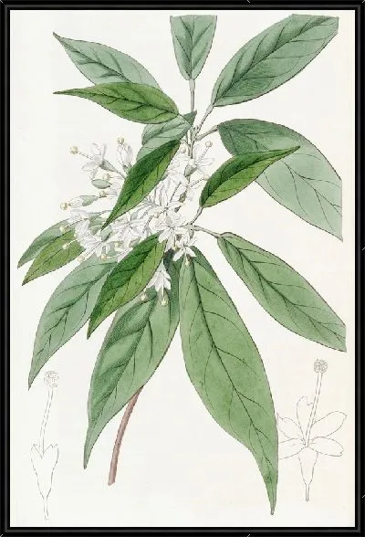 Картина Ривесия тирсоцветковая (1815-1819)