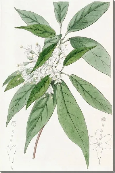 Картина Ривесия тирсоцветковая (1815-1819)