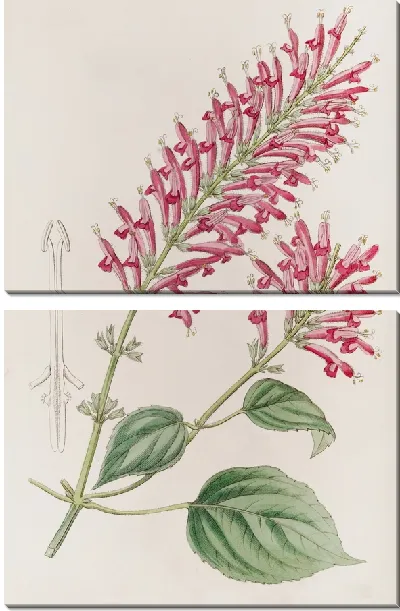 Картина Сальвия трубчатая (1815-1819)