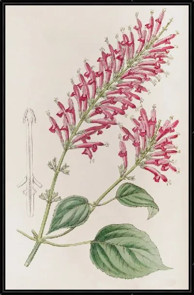 Картина Сальвия трубчатая (1815-1819)