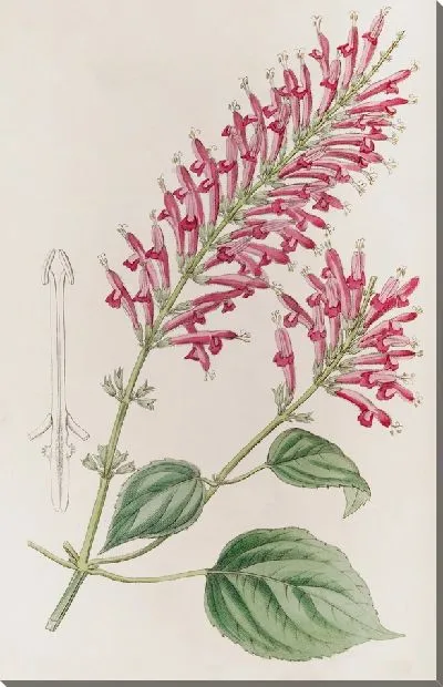 Картина Сальвия трубчатая (1815-1819)