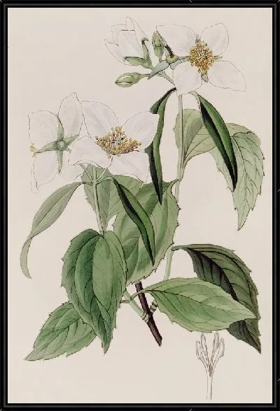 Картина Сиринга слабоветвистая (1815-1819)
