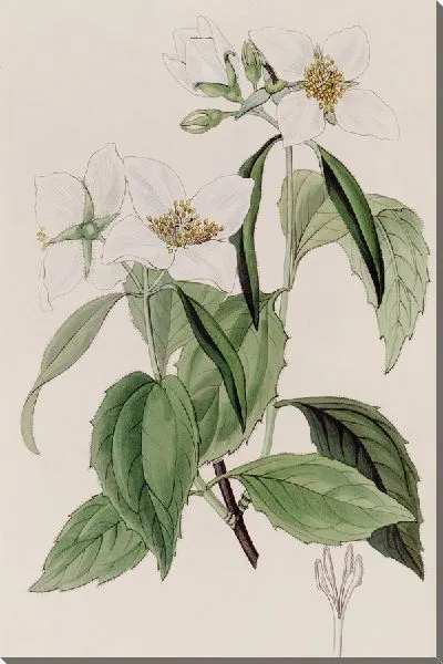 Картина Сиринга слабоветвистая (1815-1819)
