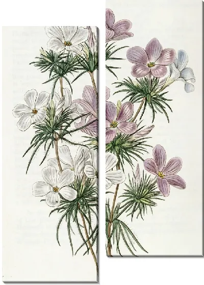 Картина Слендер-трубка густоцветковая (1815-1819)