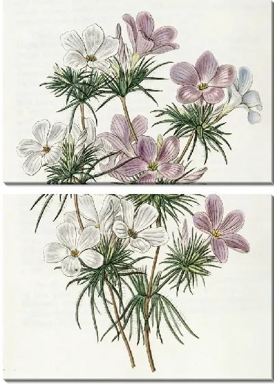 Картина Слендер-трубка густоцветковая (1815-1819)