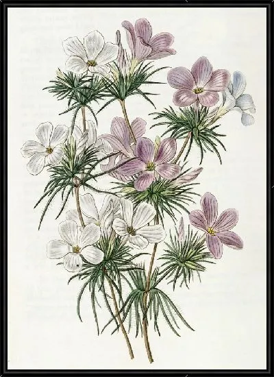 Картина Слендер-трубка густоцветковая (1815-1819)