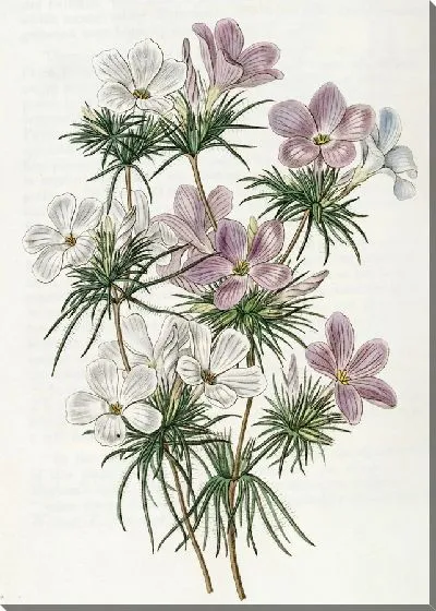 Картина Слендер-трубка густоцветковая (1815-1819)