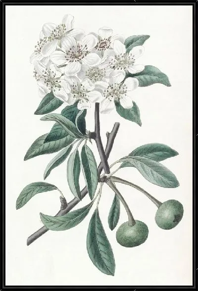 Картина Снежная груша (1815-1819)