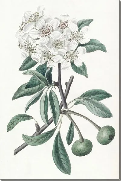 Картина Снежная груша (1815-1819)