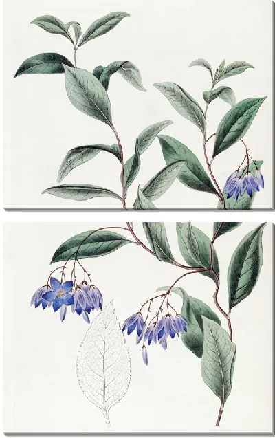 Картина Солля разнолистная (1815-1819)