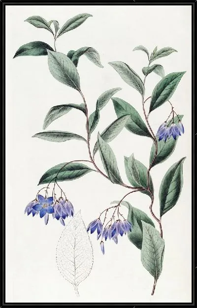 Картина Солля разнолистная (1815-1819)