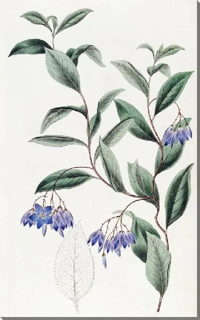 Картина Солля разнолистная (1815-1819)