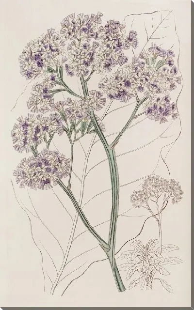 Картина Статистика дерева (1815-1819)