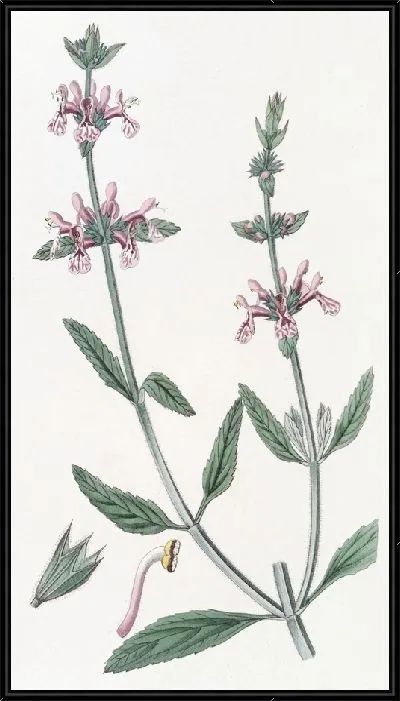 Картина Стахис белостебельный (1815-1819)