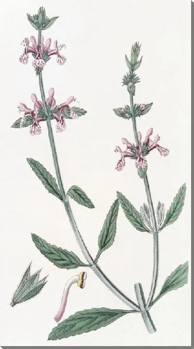 Картина Стахис белостебельный (1815-1819)