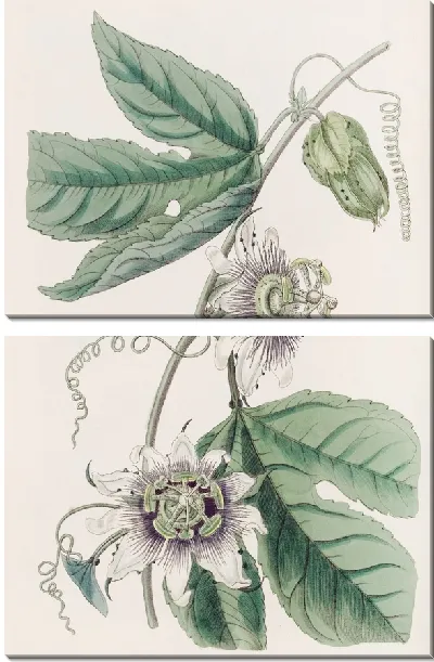 Картина Страстоцвет бородавчатый (1815-1819)