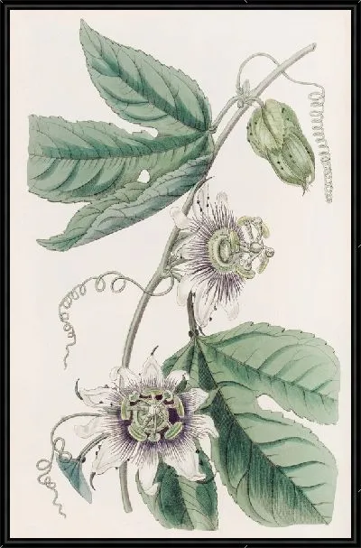 Картина Страстоцвет бородавчатый (1815-1819)