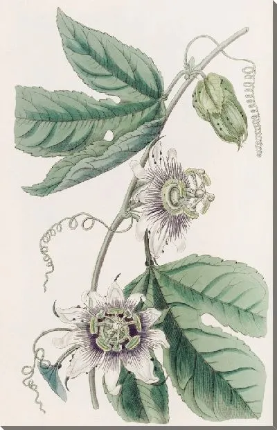 Картина Страстоцвет бородавчатый (1815-1819)