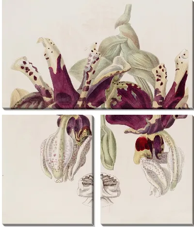 Картина Стэнхопея с тигровыми цветами (1815-1819)