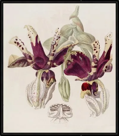 Картина Стэнхопея с тигровыми цветами (1815-1819)