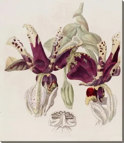 Картина Стэнхопея с тигровыми цветами (1815-1819)