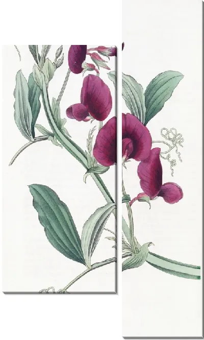 Картина Танжерский горошек (1815-1819)