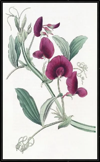 Картина Танжерский горошек (1815-1819)