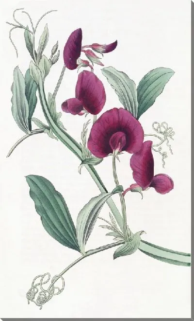 Картина Танжерский горошек (1815-1819)