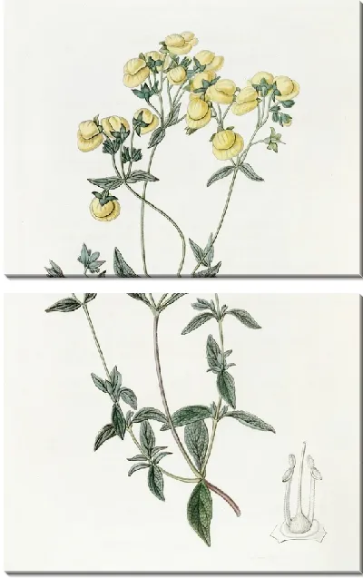 Картина Тапочек белолистный (1815-1819)