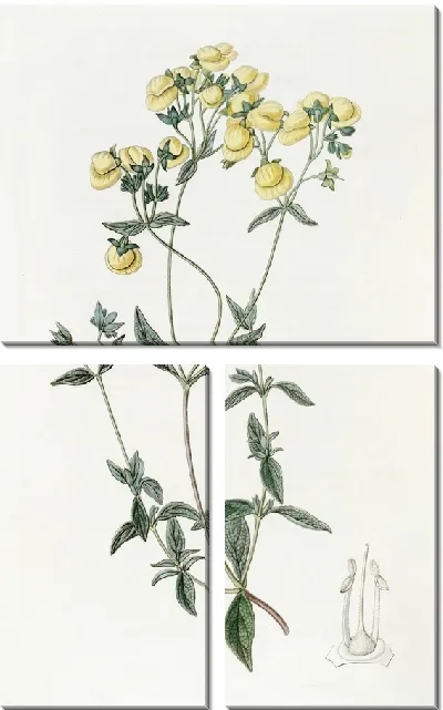 Картина Тапочек белолистный (1815-1819)